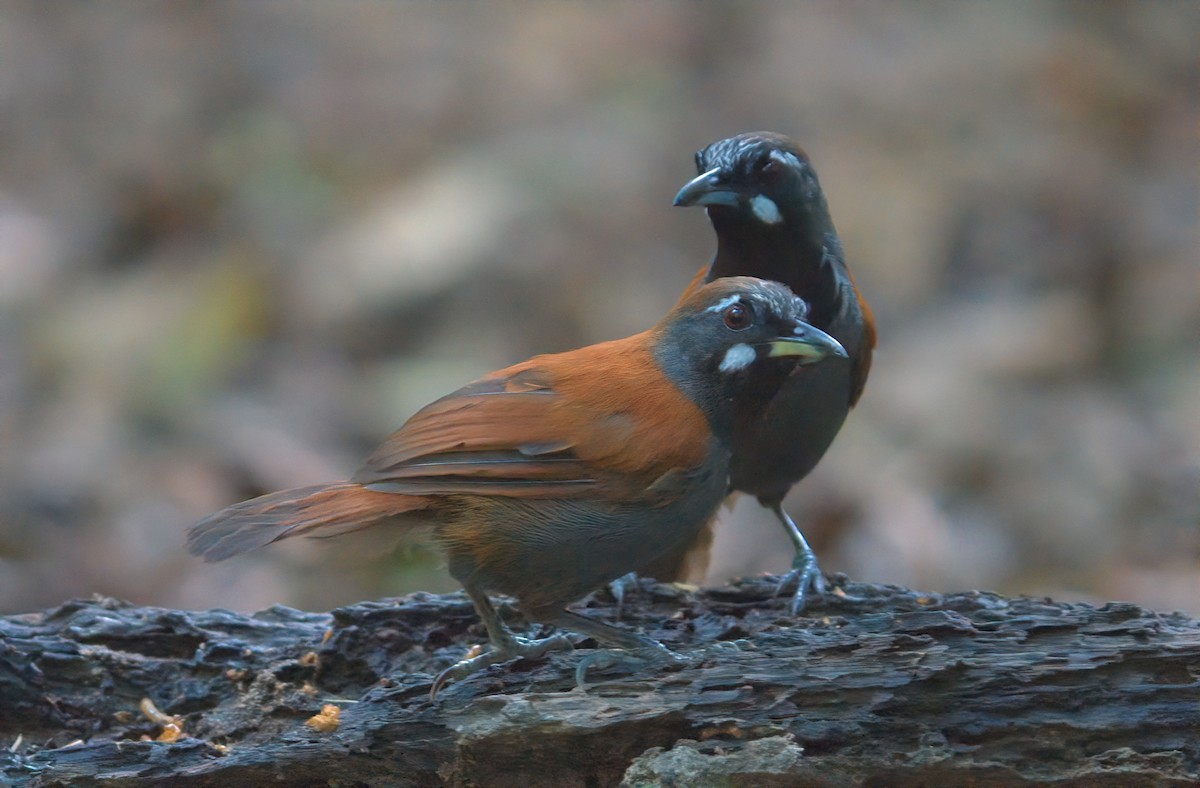 Black-throated Babbler - ML643168875