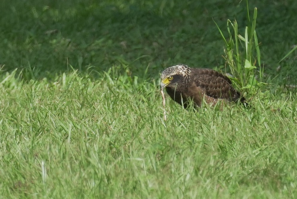 Crested Serpent-Eagle - ML643168878