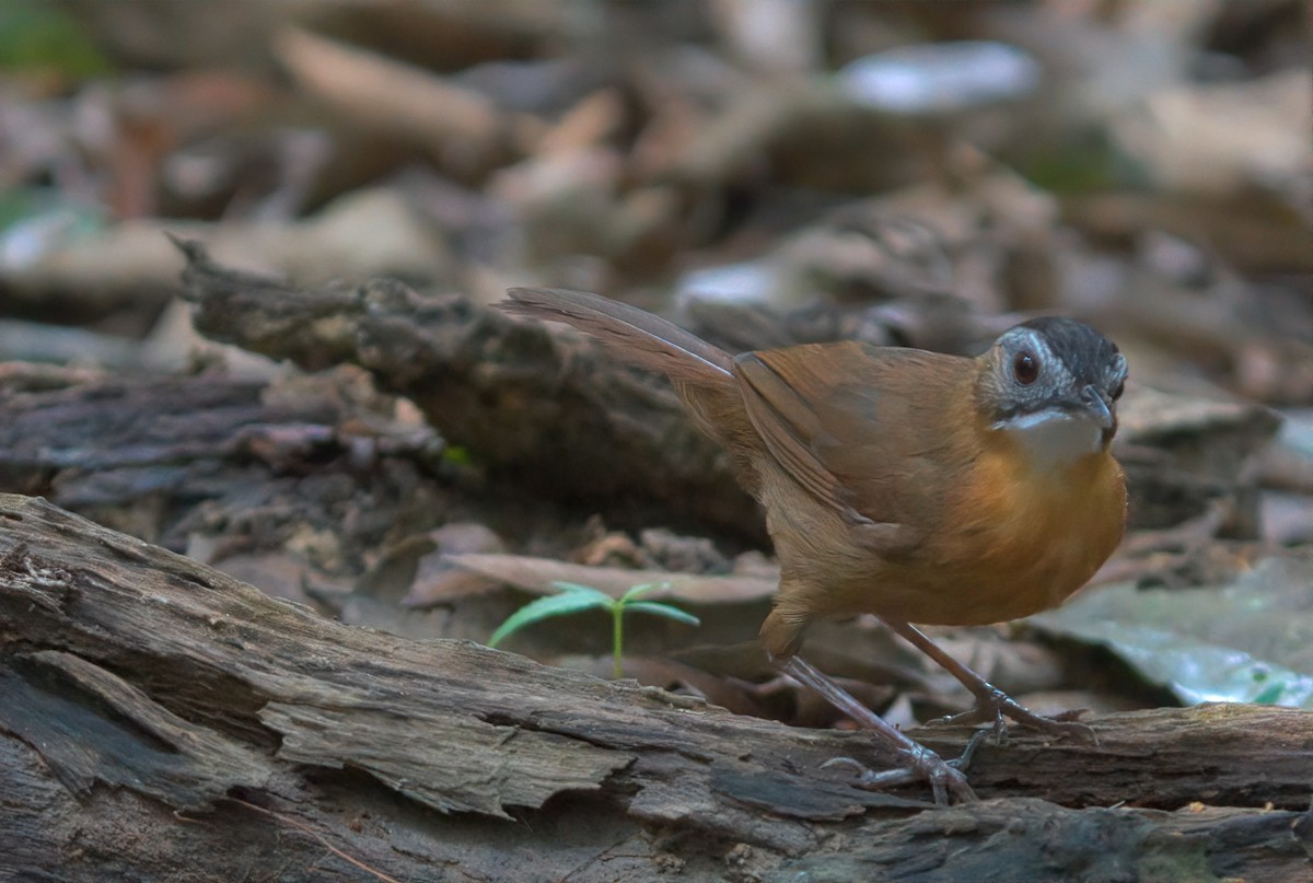 Malayan Black-capped Babbler - ML643168900