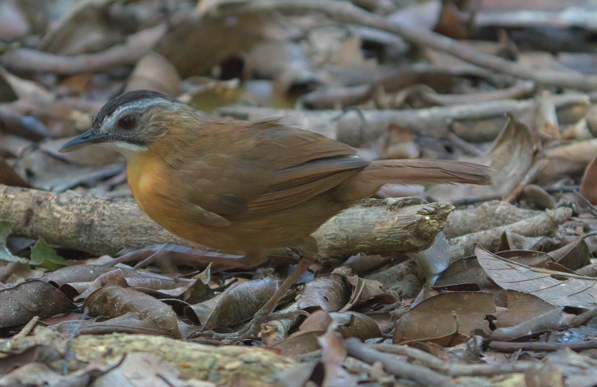 Malayan Black-capped Babbler - ML643168902