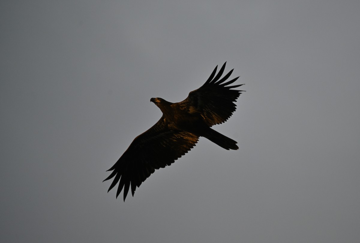 Bald Eagle - ML643168904