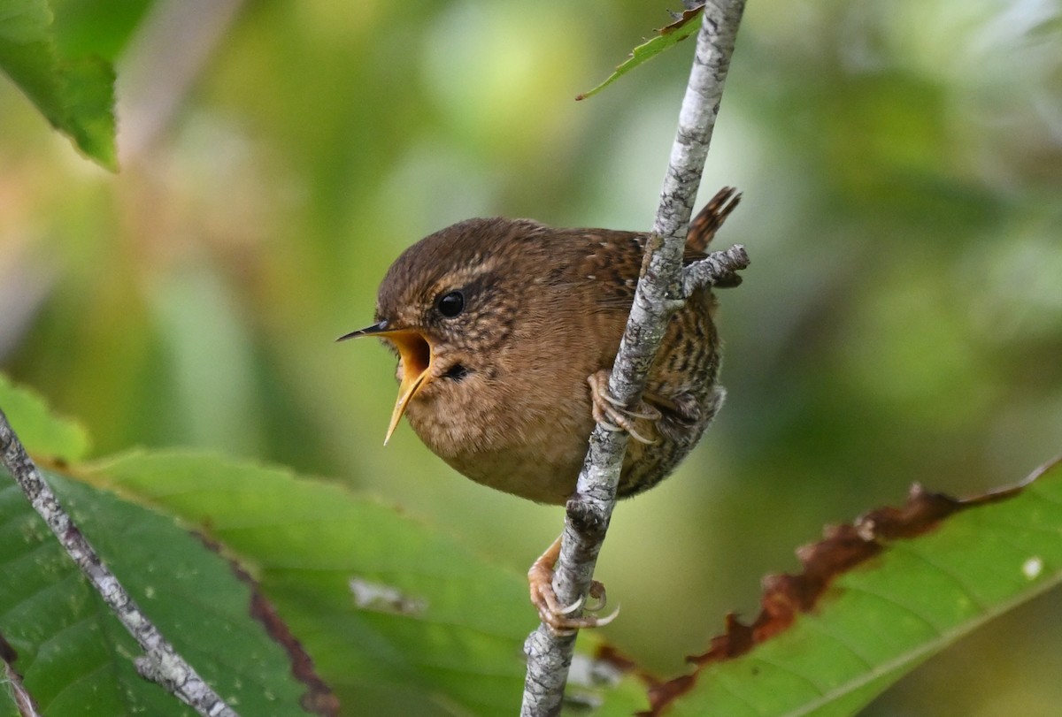 Pacific Wren - ML643168907