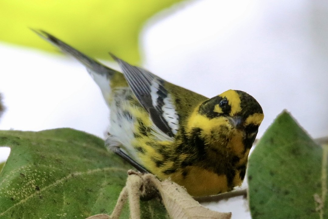 Townsend's Warbler - ML643168915