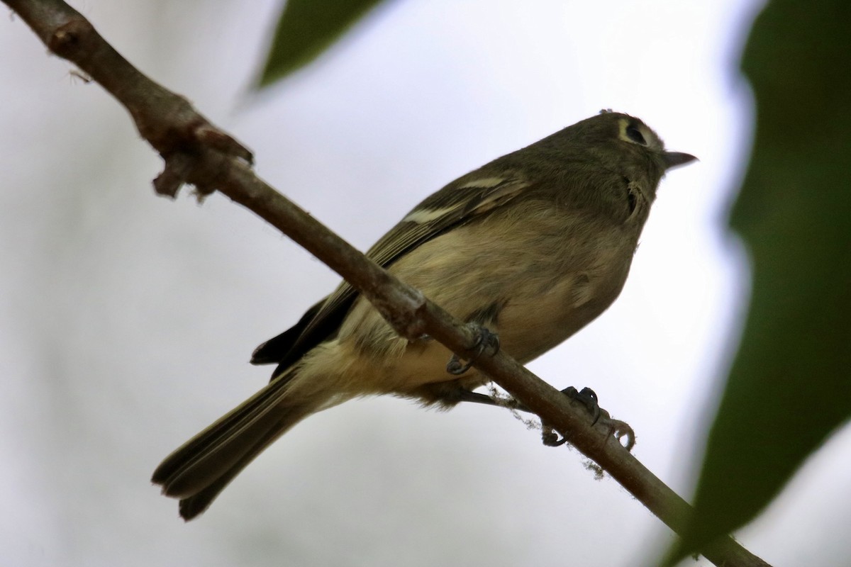 Hutton's Vireo - ML643168929
