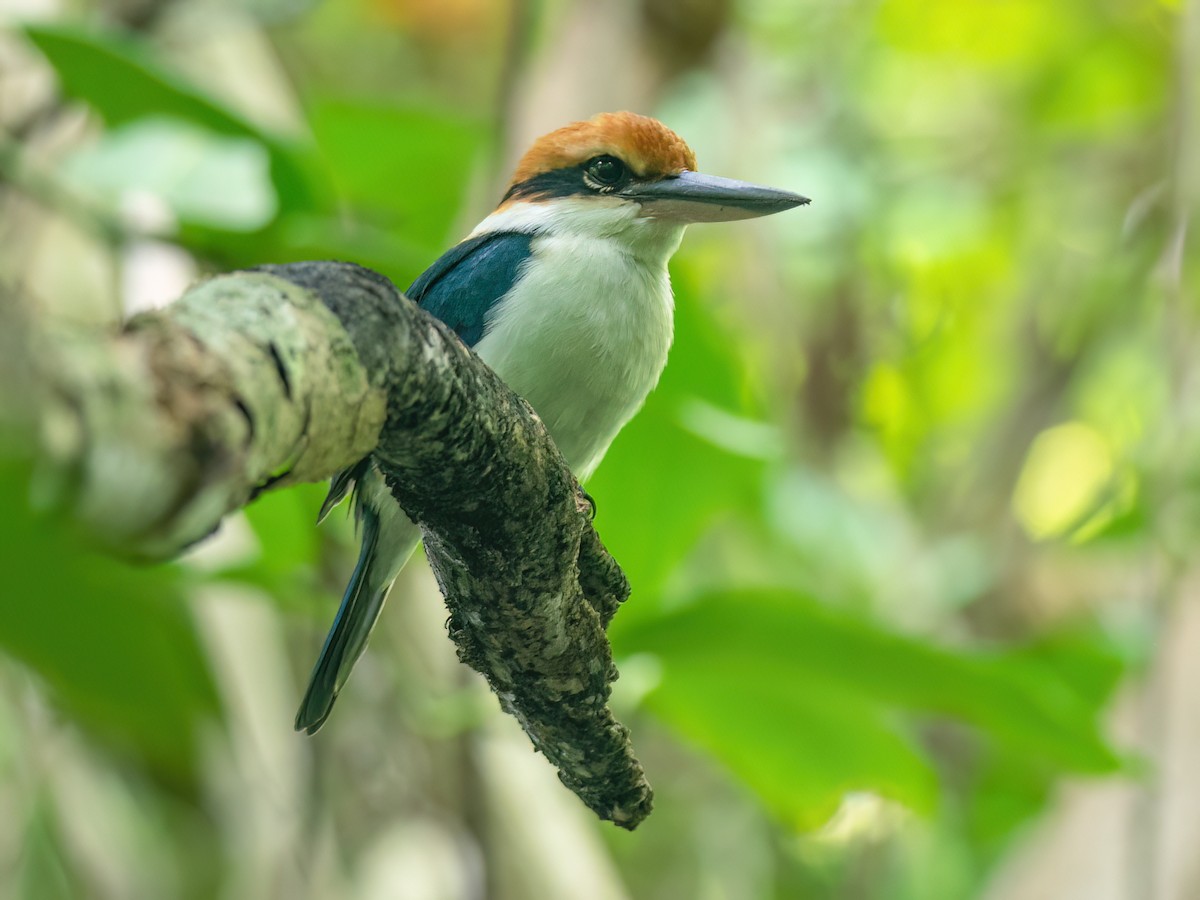 Palau Kingfisher - Todiramphus pelewensis - Birds of the World