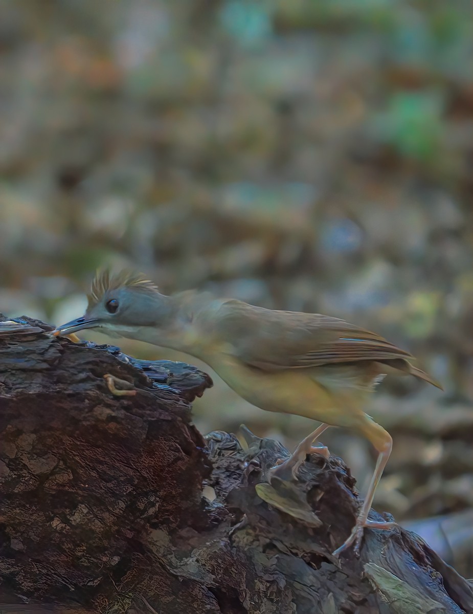 Short-tailed Babbler - ML643168936