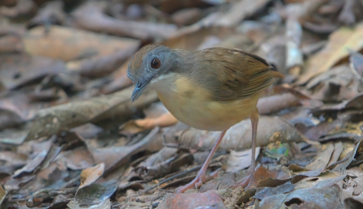 Short-tailed Babbler - ML643168937