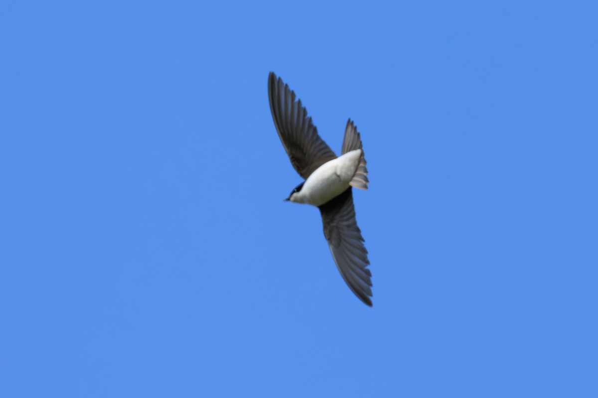 Hirondelle bicolore - ML643168941