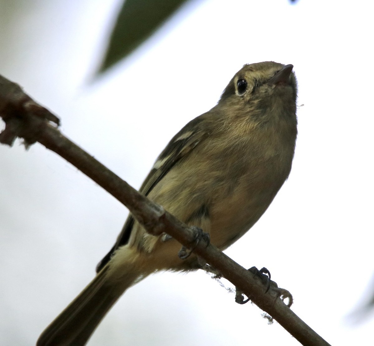 Hutton's Vireo - ML643168951