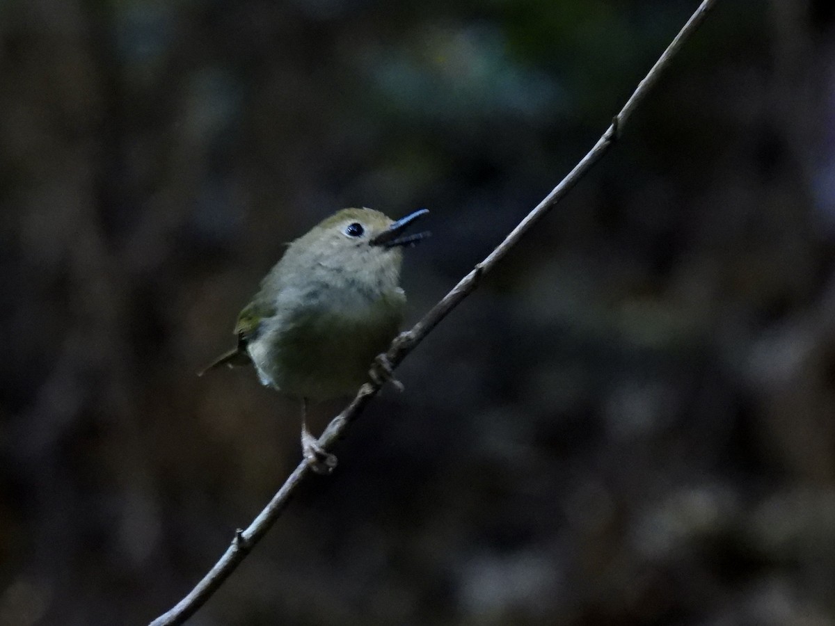 Large-billed Scrubwren - ML643168955