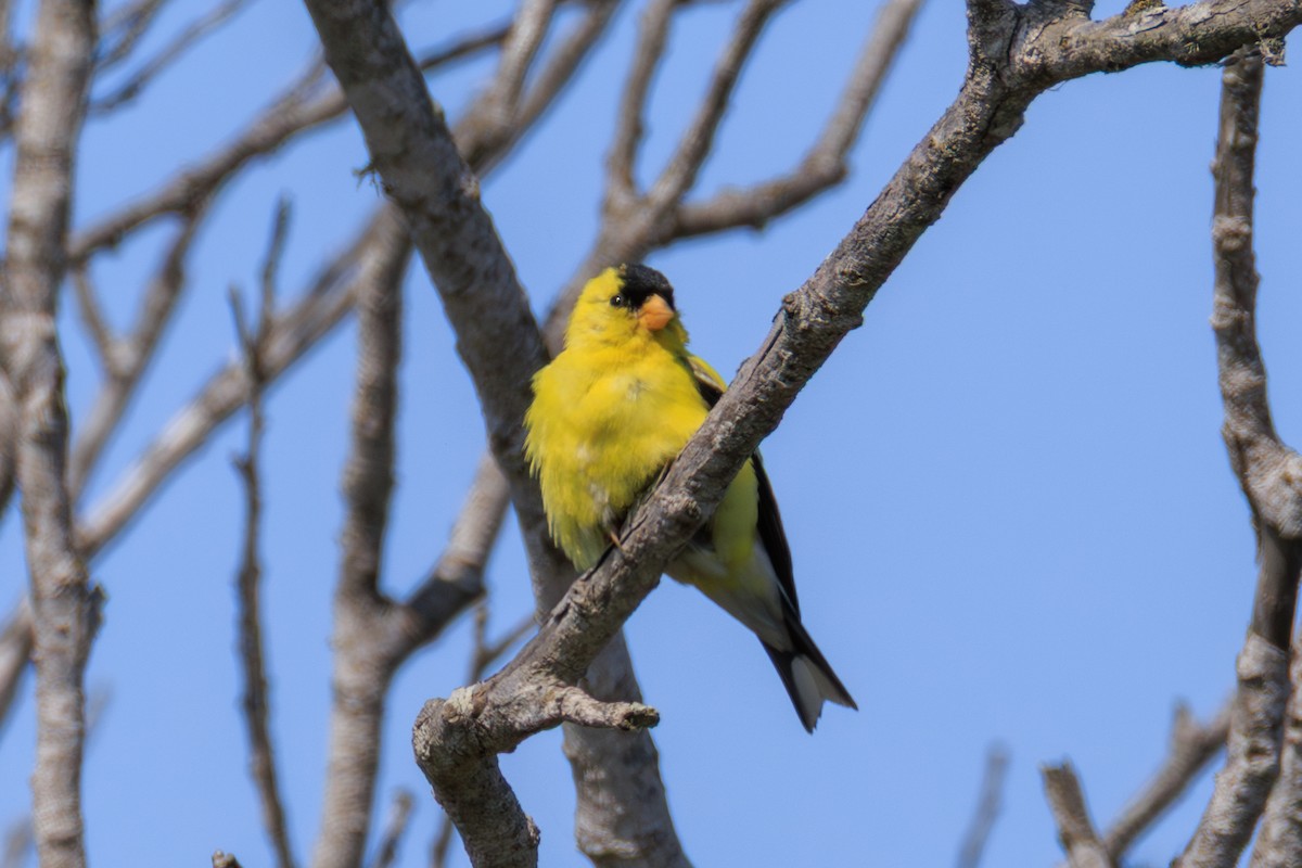 Chardonneret jaune - ML643168956