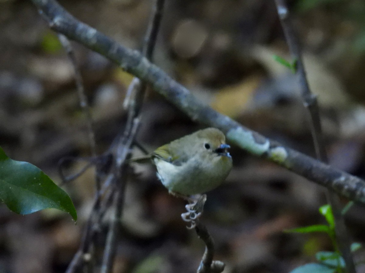Large-billed Scrubwren - ML643168965