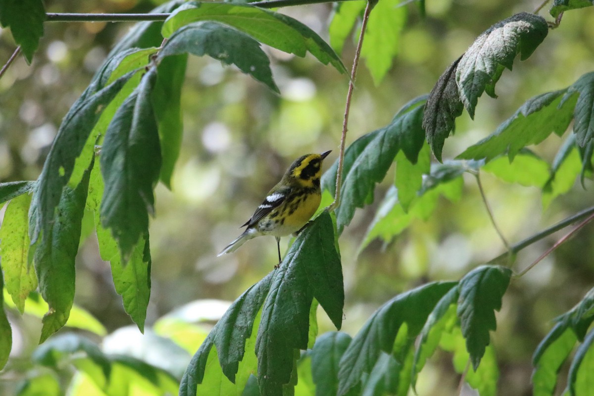 Townsend's Warbler - ML643168982