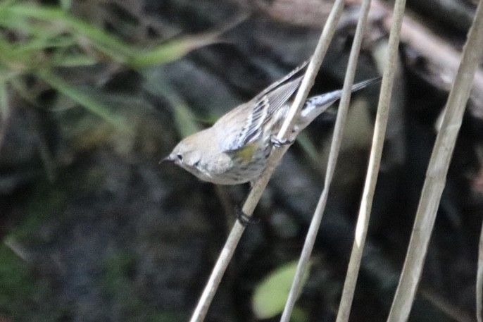 Yellow-rumped Warbler - ML643168988