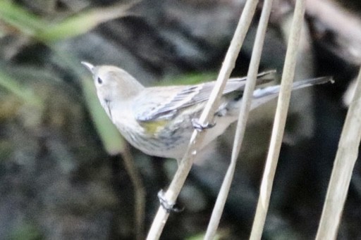 Yellow-rumped Warbler - ML643168989