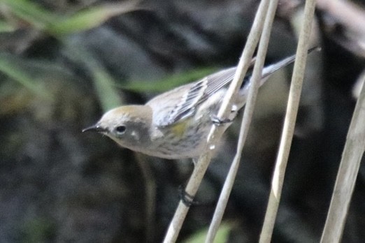 Yellow-rumped Warbler - ML643168990