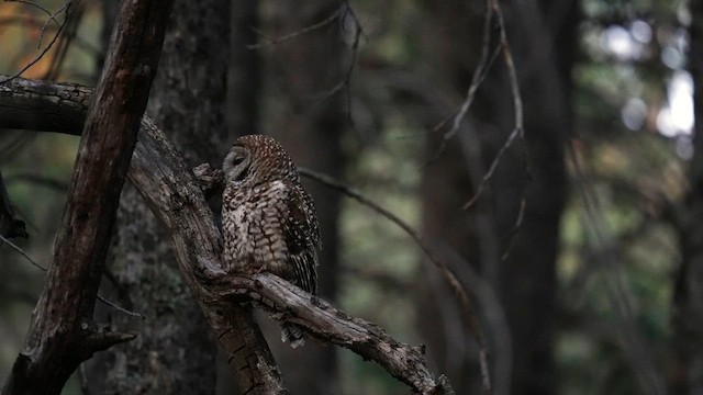 puštík západní (ssp. lucida) - ML643169014