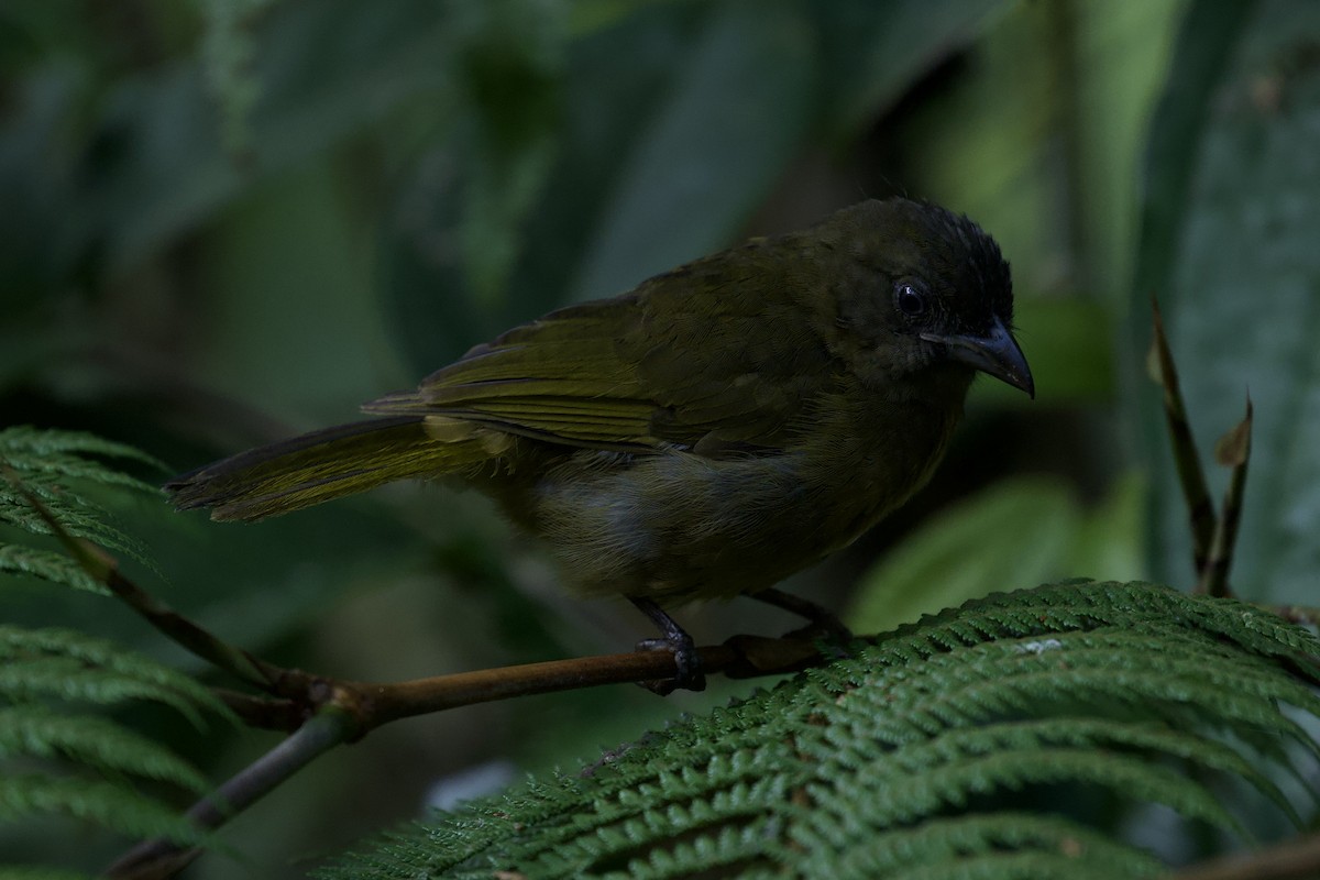 Ochre-breasted Tanager - ML643169025