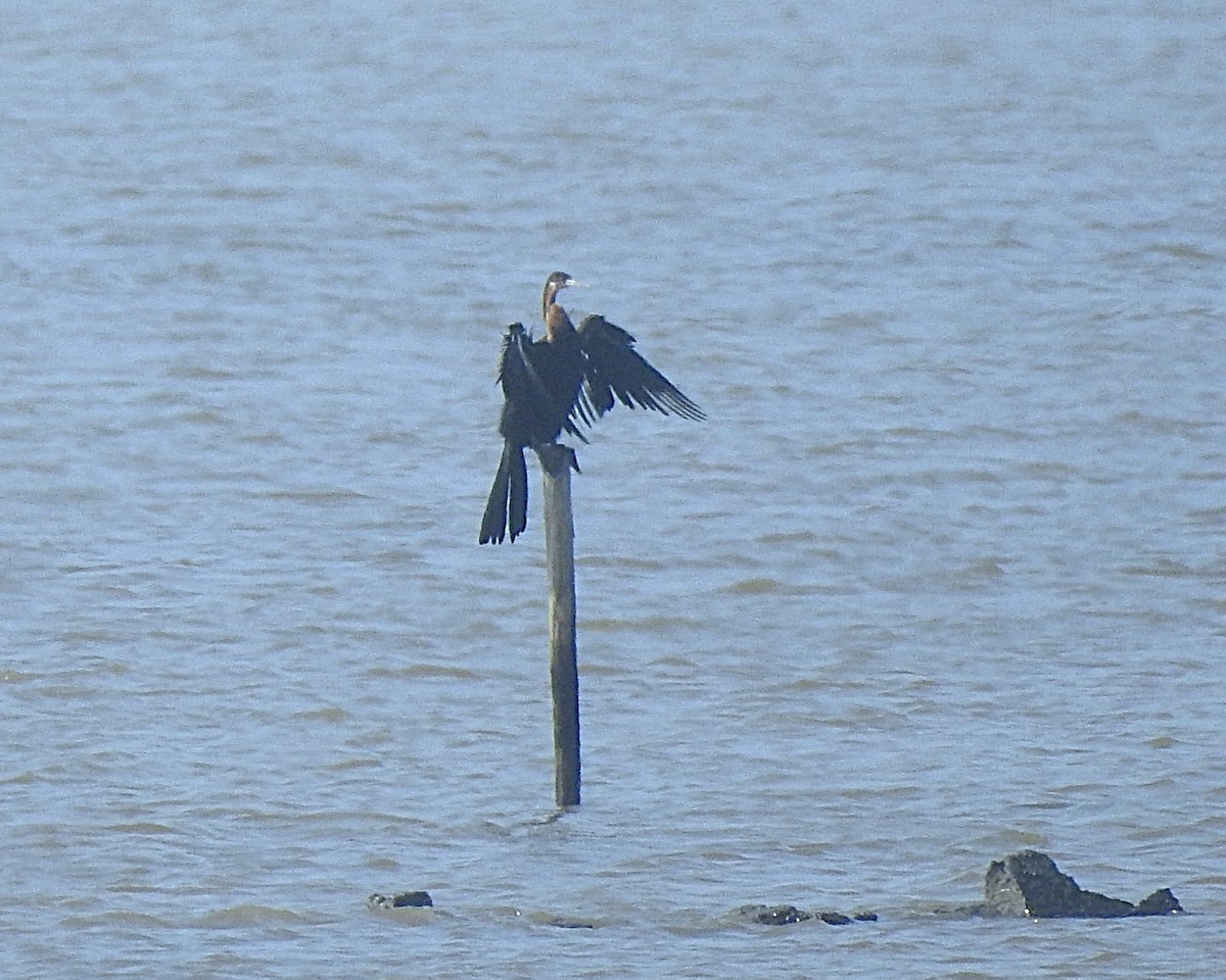 Anhinga afrikarra - ML643169030