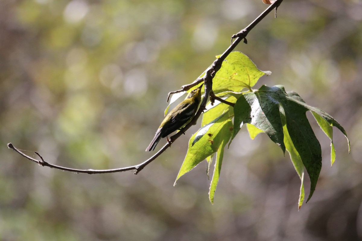 Townsend's Warbler - ML643169031