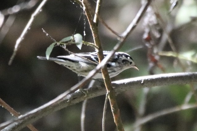 Black-and-white Warbler - ML643169037