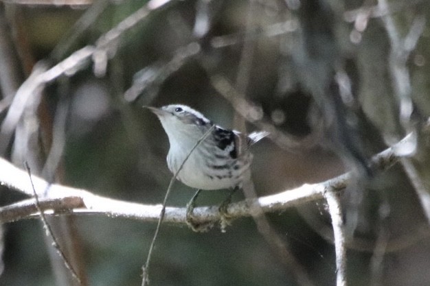 Black-and-white Warbler - ML643169038