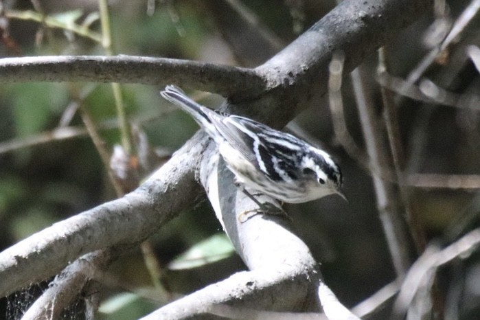 Black-and-white Warbler - ML643169039