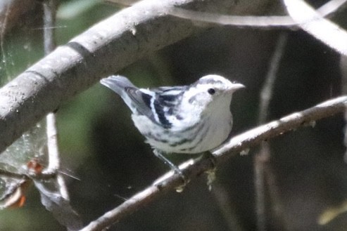 Black-and-white Warbler - ML643169040