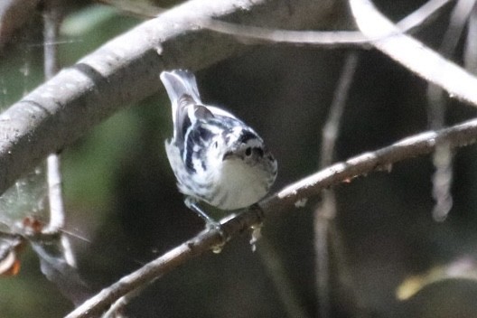 Black-and-white Warbler - ML643169041
