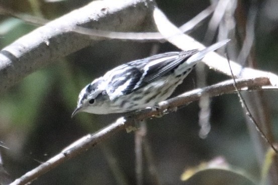 Black-and-white Warbler - ML643169043