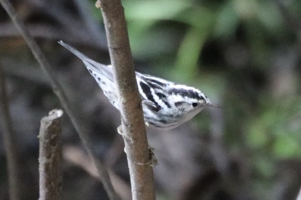 Black-and-white Warbler - ML643169044