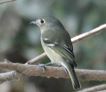 Hutton's Vireo - ML643169049