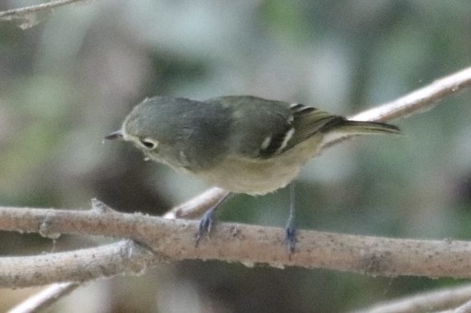 Hutton's Vireo - ML643169050