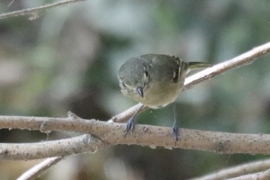 Hutton's Vireo - ML643169051