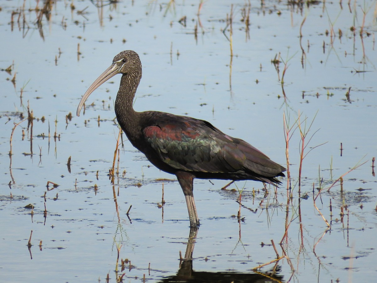 Glossy Ibis - ML643169054