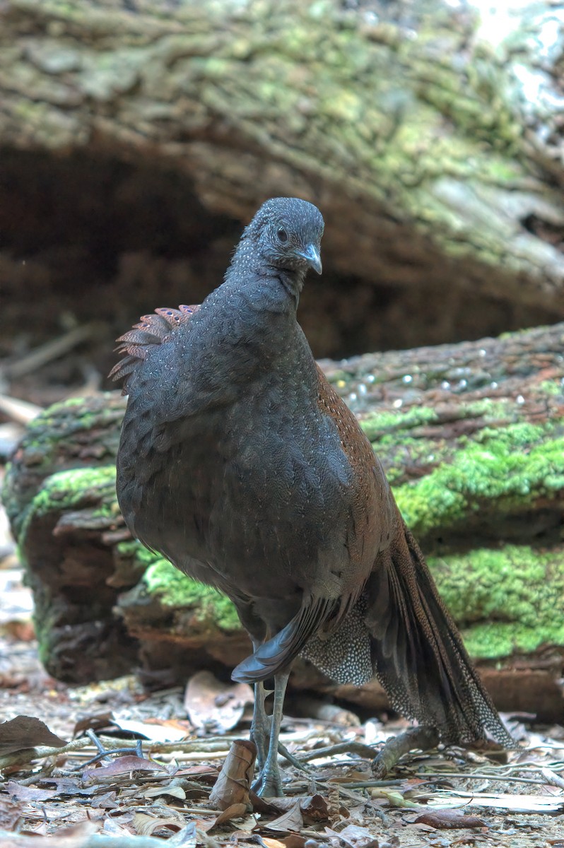 Mountain Peacock-Pheasant - ML643169060