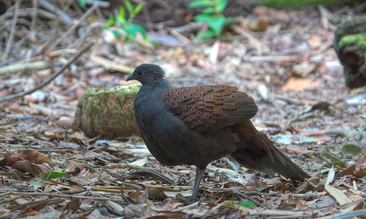 Mountain Peacock-Pheasant - ML643169061