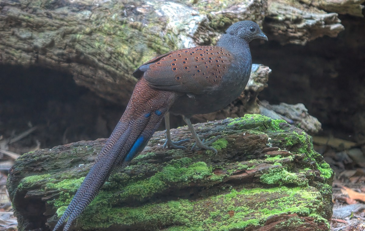 Mountain Peacock-Pheasant - ML643169062