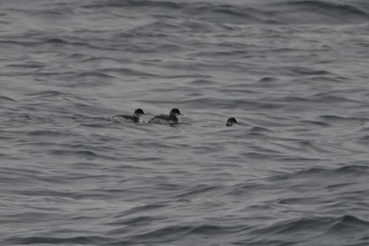 Eared Grebe - ML643169063