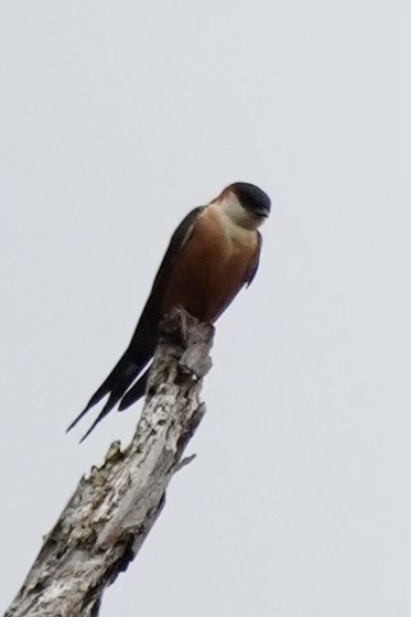 Mosque Swallow - ML643169070