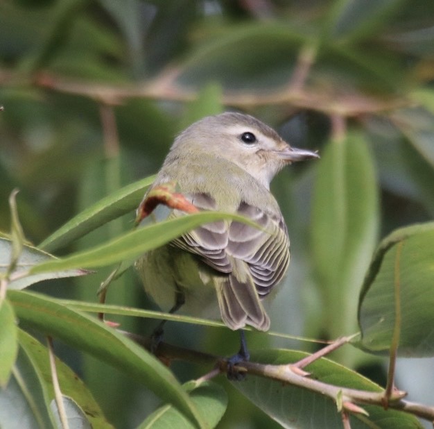 Western Warbling Vireo - ML643169074