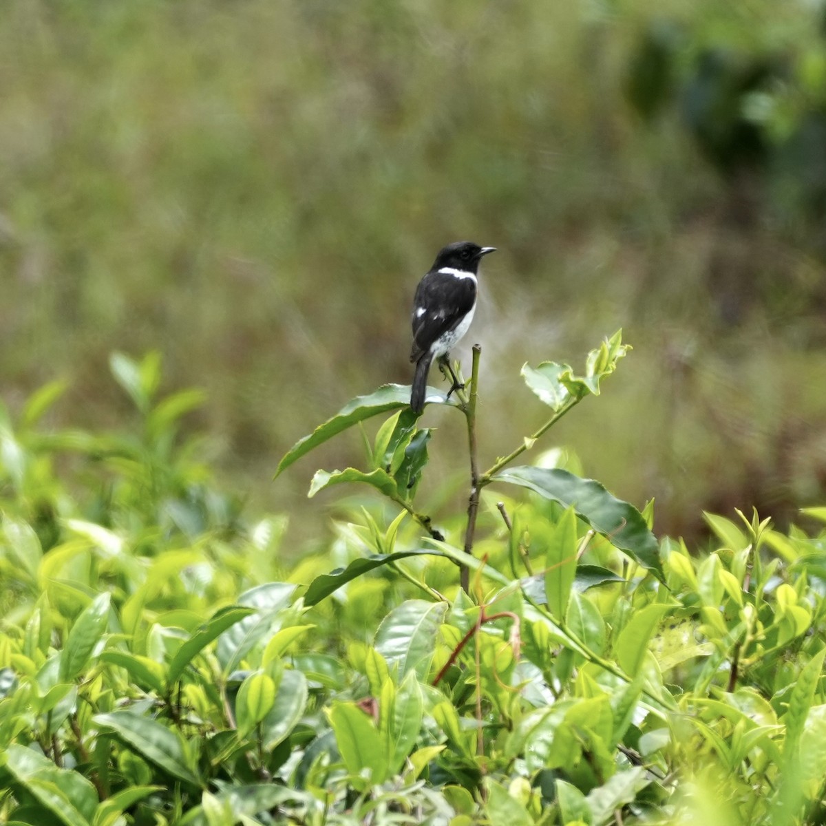 African Stonechat - ML643169076