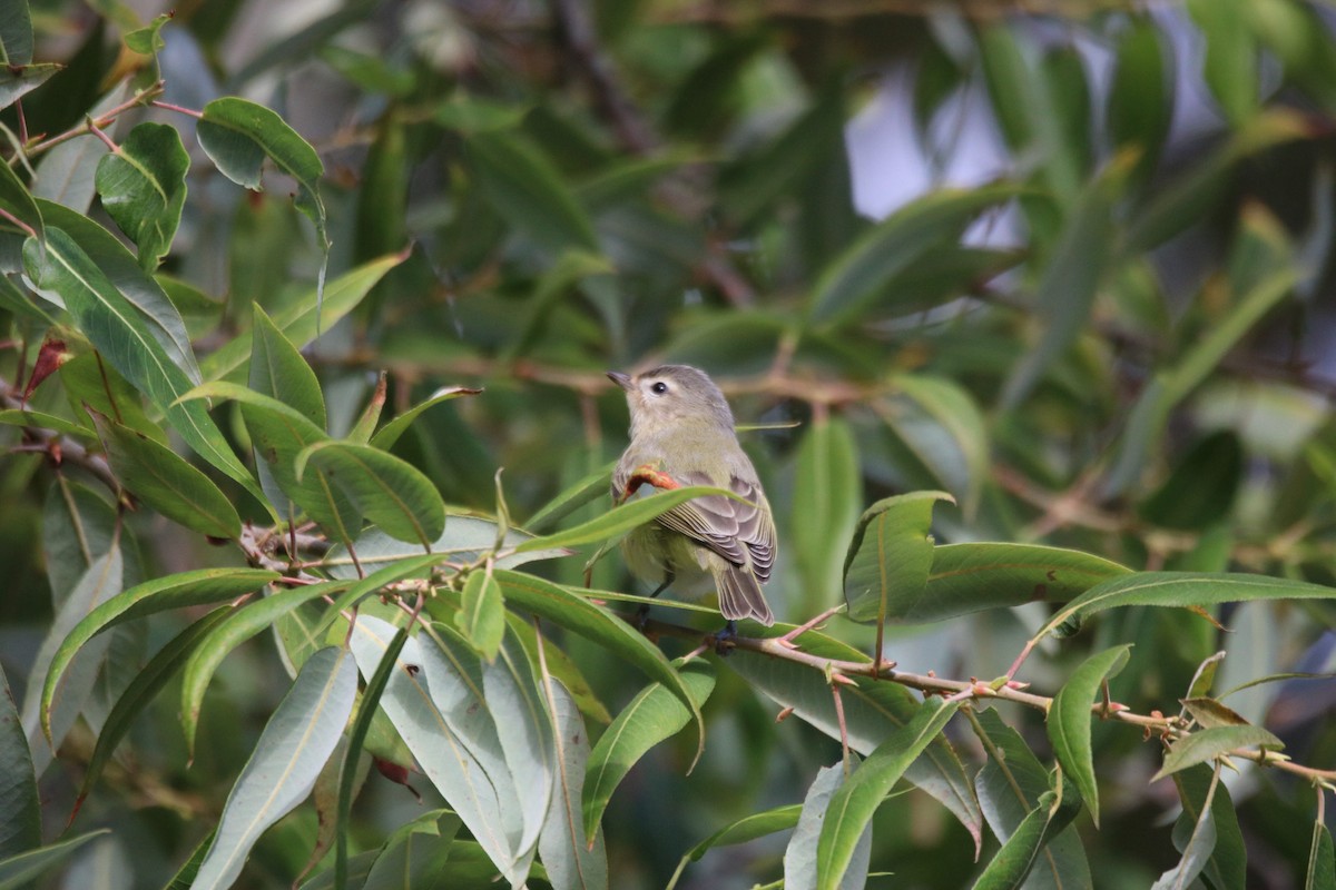 Western Warbling Vireo - ML643169083