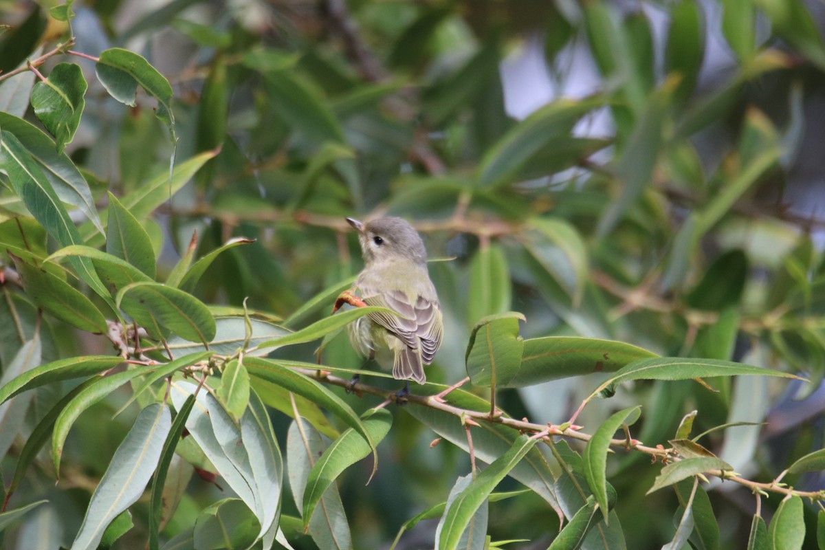 Western Warbling Vireo - ML643169084