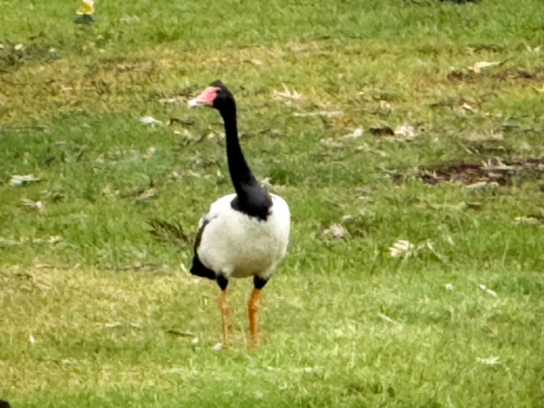 カササギガン - ML643169115