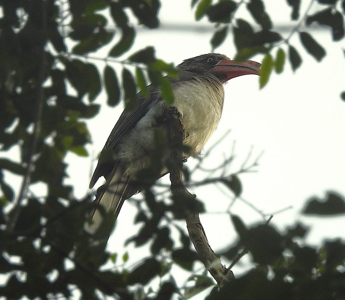 Crowned Hornbill - ML643169128