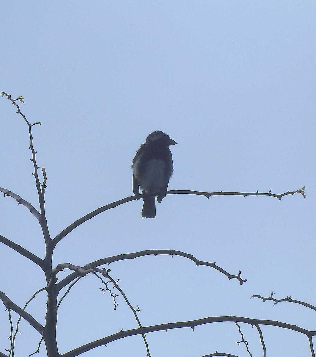 White-eared Barbet - ML643169138