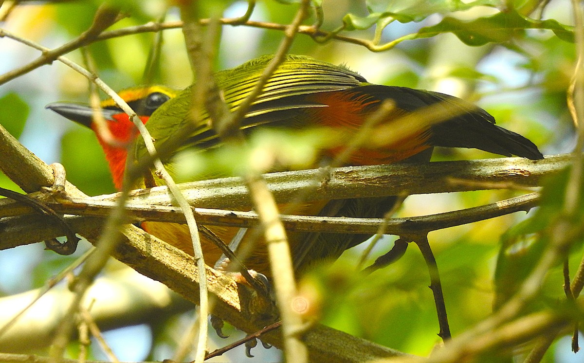 Four-colored Bushshrike - ML643169143