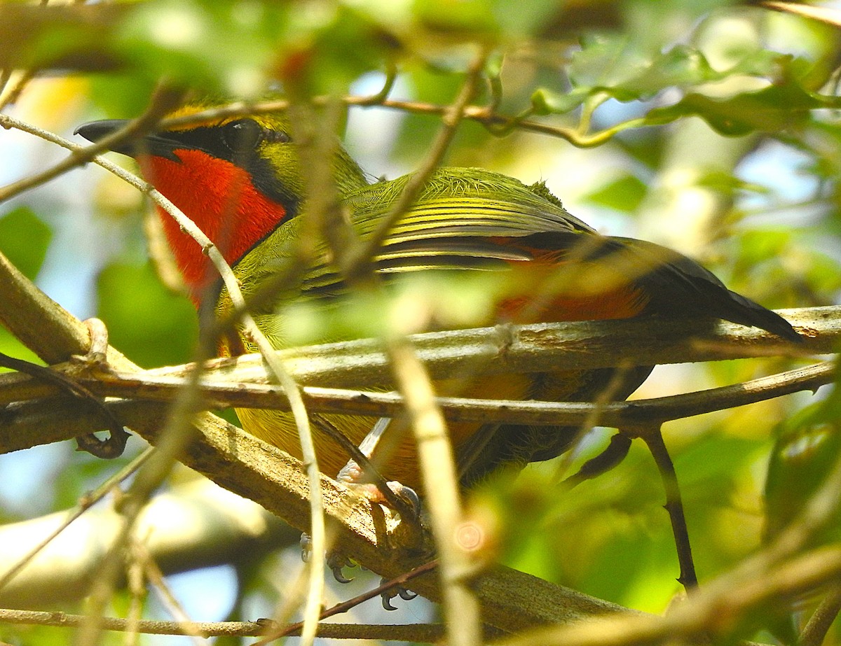 Four-colored Bushshrike - ML643169144