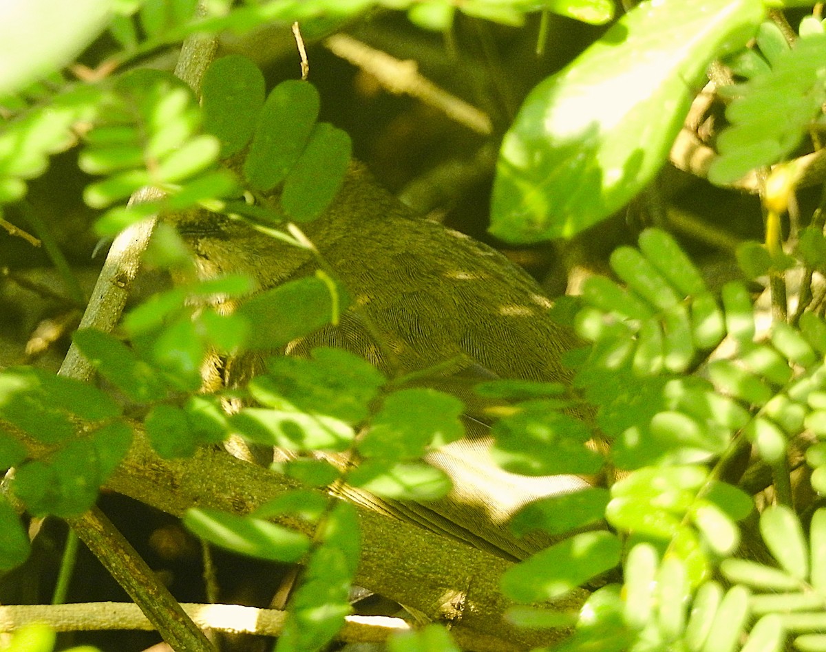 Sombre Greenbul - ML643169152